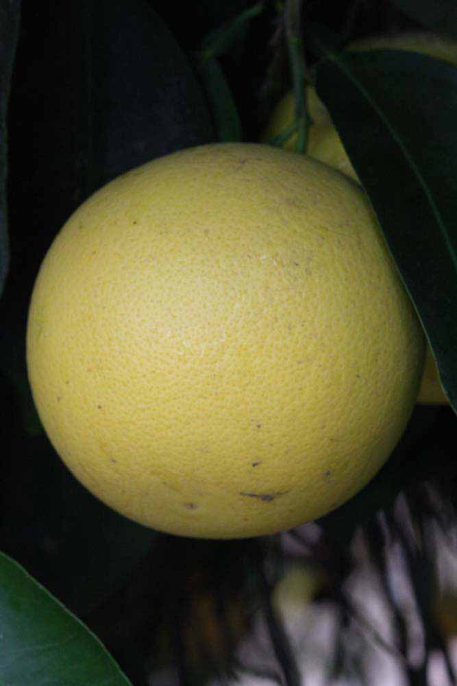            Fruit (Riverside, CA)   